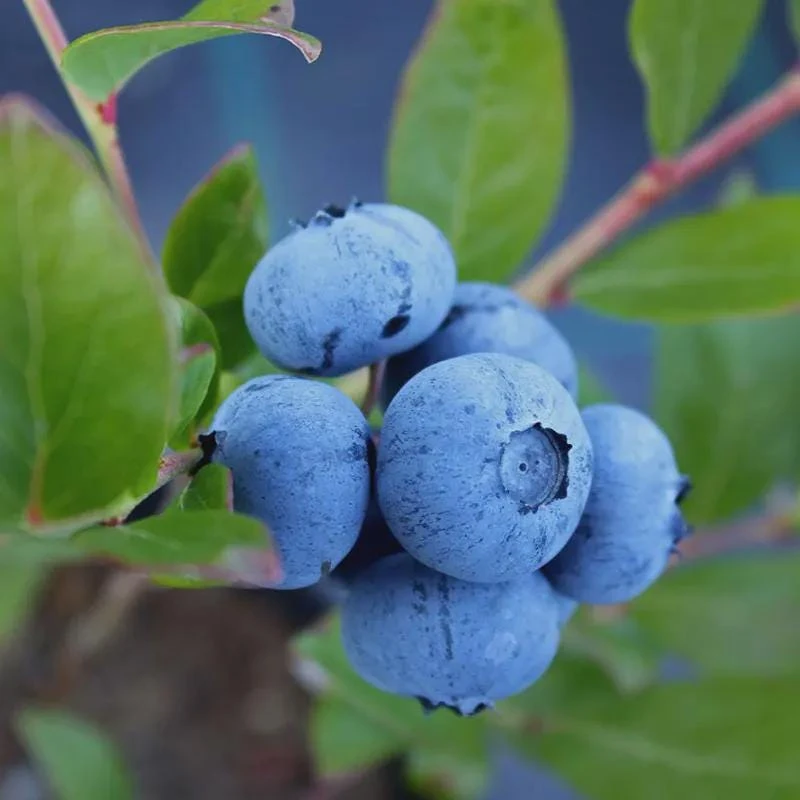 Sunshine Blue Blueberry Live Plant – 3 inch Pot – Evergreen Bush - Image 1