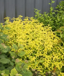 Sunshine Blue II Bluebeard Live Plant – Yellow Foliage Caryopteris – 4 inch Pot – Outdoor Shrub - Image 2