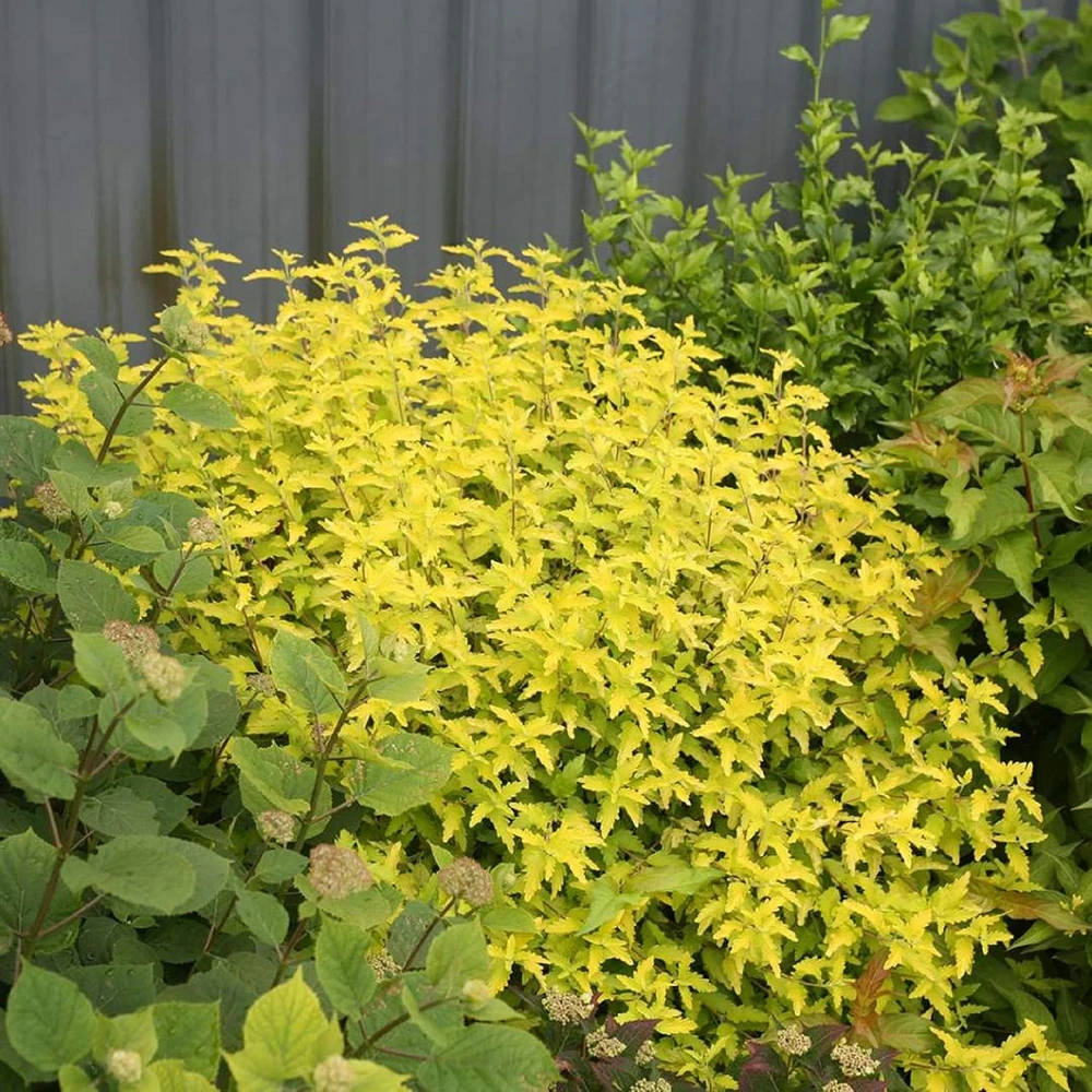Sunshine Blue II Bluebeard Live Plant – Yellow Foliage Caryopteris – 4 inch Pot – Outdoor Shrub - Image 2