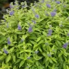 Sunshine Blue II Bluebeard Live Plant – Yellow Foliage Caryopteris – 4 inch Pot – Outdoor Shrub - Image 1