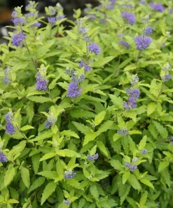 Sunshine Blue II Bluebeard Live Plant – Yellow Foliage Caryopteris – 4 inch Pot – Outdoor Shrub - Image 1