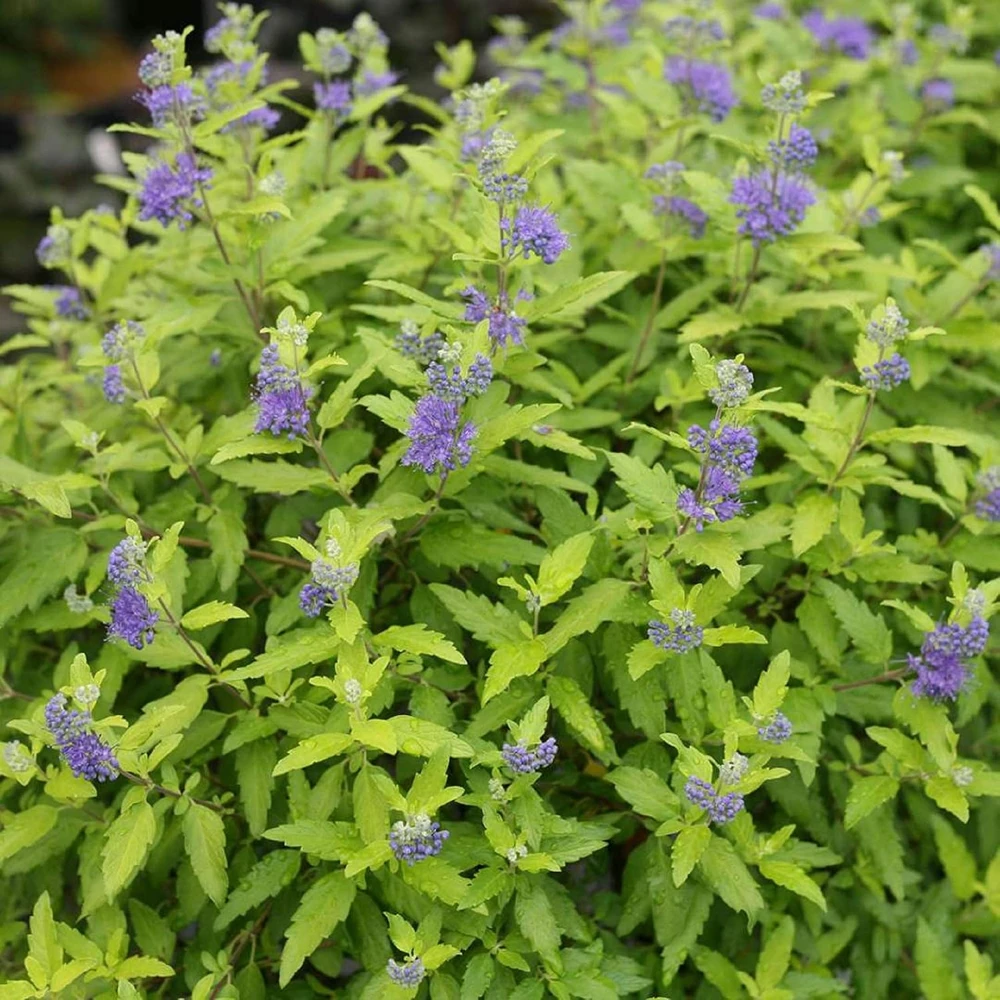 Sunshine Blue II Bluebeard Live Plant – Yellow Foliage Caryopteris – 4 inch Pot – Outdoor Shrub - Image 1