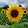 Sunspot Hybrid Sunflower Seeds - 20 Count Packet - Annual Flower Seeds - Image 1