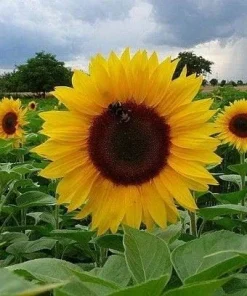 Sunspot Hybrid Sunflower Seeds - 20 Count Packet - Annual Flower Seeds - Image 1