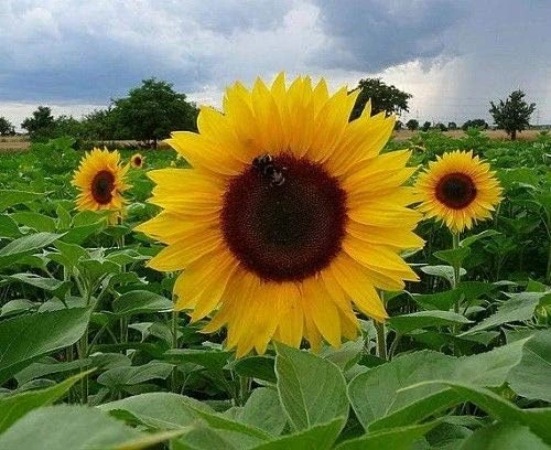 Sunspot Hybrid Sunflower Seeds - 20 Count Packet - Annual Flower Seeds - Image 1