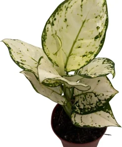Super White Chinese Evergreen Live Plant - Aglaonema - Low Light - 4" Pot - Image 2