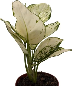 Super White Chinese Evergreen Live Plant - Aglaonema - Low Light - 4