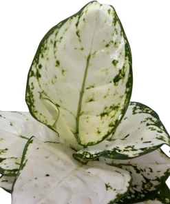 Super White Chinese Evergreen Live Plant - Aglaonema - Low Light - 4