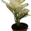 Super White Chinese Evergreen Live Plant - Aglaonema - Low Light - 4" Pot - Image 1
