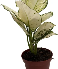 Super White Chinese Evergreen Live Plant - Aglaonema - Low Light - 4