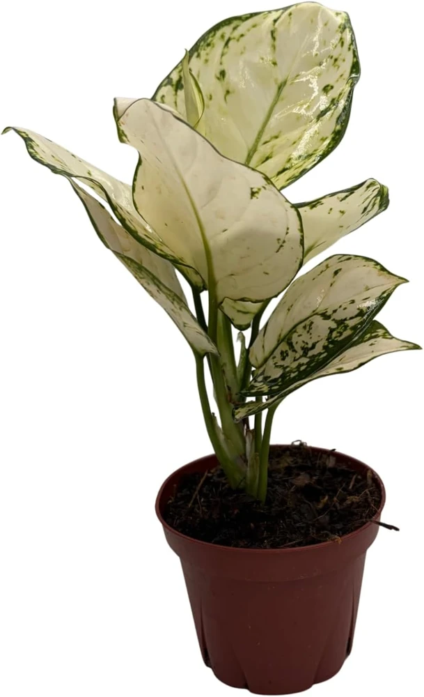 Super White Chinese Evergreen Live Plant - Aglaonema - Low Light - 4" Pot - Image 1