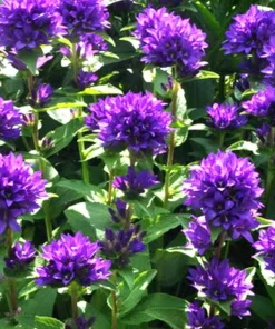 Superba Bellflower Perennial Live Plant - Campanula glomerata Superba - Quart Pot, Zones 4-10 - Image 2