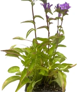Superba Bellflower Perennial Live Plant - Campanula glomerata Superba - Quart Pot, Zones 4-10 - Image 3