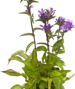 Superba Bellflower Perennial Live Plant - Campanula glomerata Superba - Quart Pot, Zones 4-10 - Image 4
