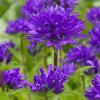 Superba Bellflower Perennial Live Plant - Campanula glomerata Superba - Quart Pot, Zones 4-10 - Image 1