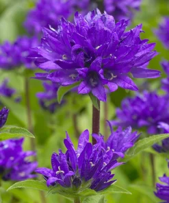 Superba Bellflower Perennial Live Plant - Campanula glomerata Superba - Quart Pot, Zones 4-10 - Image 1