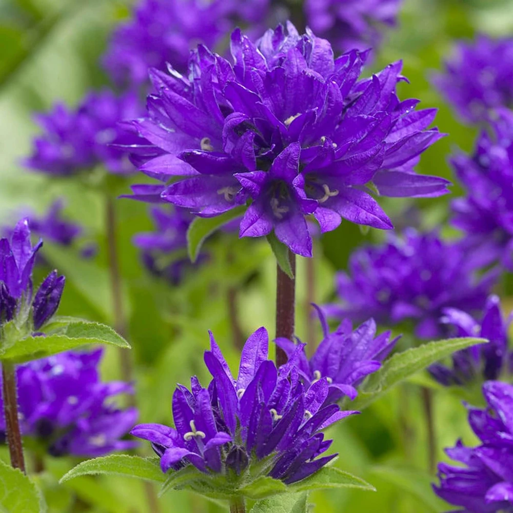 Superba Bellflower Perennial Live Plant - Campanula glomerata Superba - Quart Pot, Zones 4-10 - Image 1