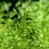 Sweet Annie Wormwood Seeds - Artemisia annua Heirloom - 50 Seed Pack - Image 1