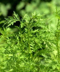 Sweet Annie Wormwood Seeds - Artemisia annua Heirloom - 50 Seed Pack - Image 1