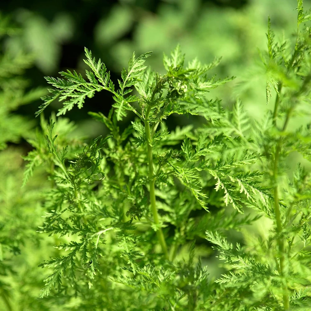 Sweet Annie Wormwood Seeds - Artemisia annua Heirloom - 50 Seed Pack - Image 1