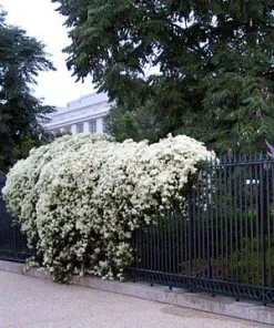 Sweet Autumn Clematis Vine Live Plant – Fragrant White Flowers – 2.5" Pot – Outdoor - Image 2