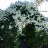 Sweet Autumn Clematis Vine Live Plant – Fragrant White Flowers – 2.5" Pot – Outdoor - Image 1