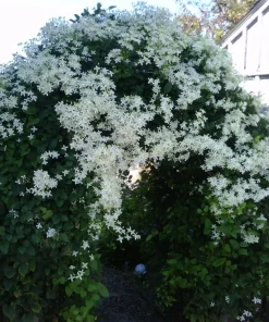 Sweet Autumn Clematis Vine Live Plant – Fragrant White Flowers – 2.5