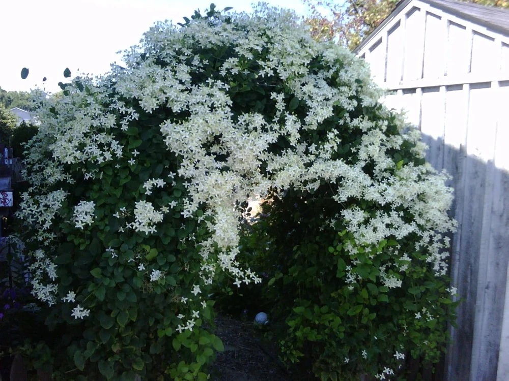 Sweet Autumn Clematis Vine Live Plant – Fragrant White Flowers – 2.5" Pot – Outdoor - Image 1