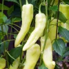 Sweet Banana Pepper Seeds - 30 Count – Mild & Versatile for Pickling - Image 1