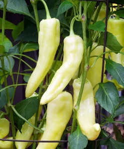Sweet Banana Pepper Seeds - 30 Count – Mild & Versatile for Pickling - Image 1