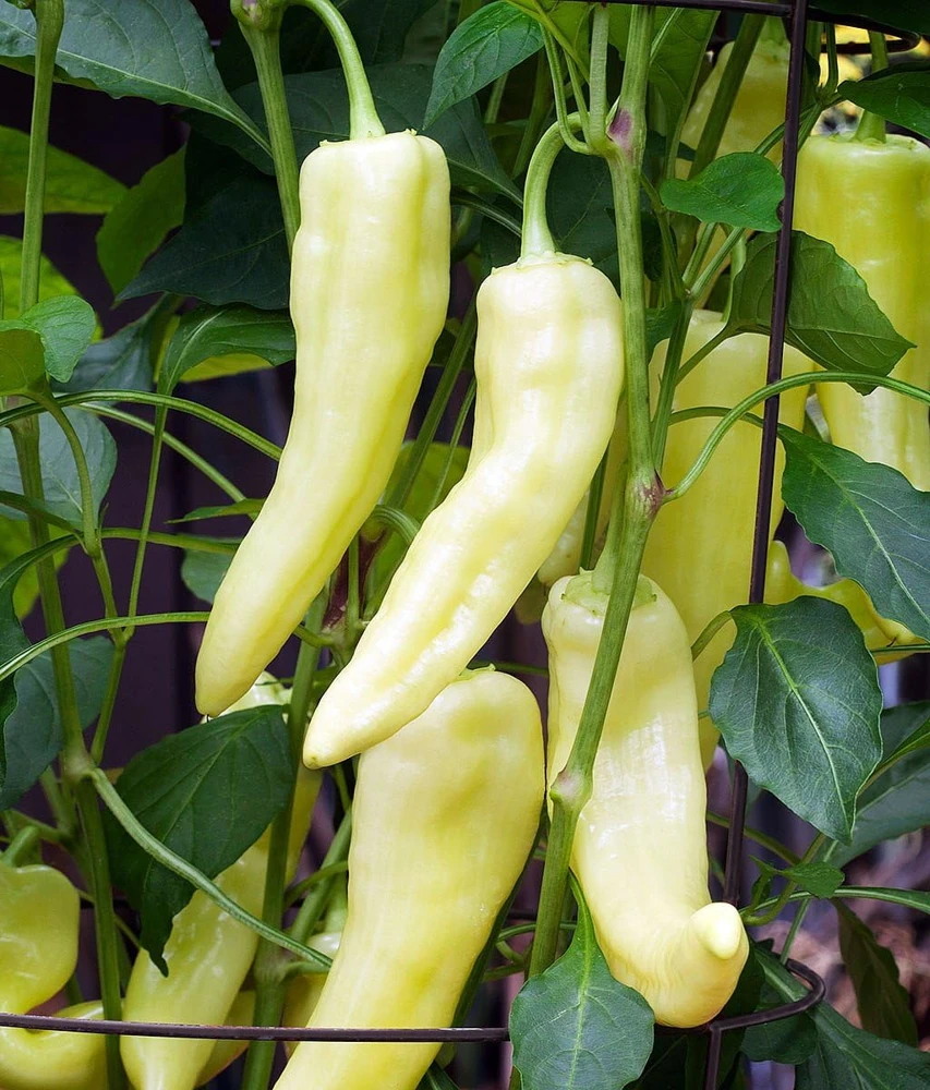 Sweet Banana Pepper Seeds - 30 Count – Mild & Versatile for Pickling - Image 1