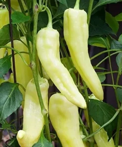 Sweet Banana Pepper Seeds – Heirloom, Non-GMO Vegetable Seeds for Gardeners - Image 1