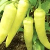 Sweet Banana Pepper Seeds - Non-GMO Heirloom Vegetable Garden Seeds, 30+ Count - Image 1
