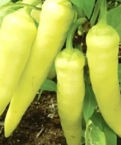 Sweet Banana Pepper Seeds - Non-GMO Heirloom Vegetable Garden Seeds, 30+ Count - Image 1