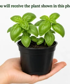 Sweet Basil Live Plant - 2 Plants, 4-6 Inch Tall, Large Leaf Herb - Image 2