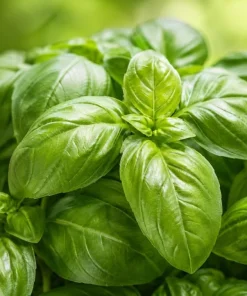 Sweet Basil Live Plant - 2 Plants, 4-6 Inch Tall, Large Leaf Herb - Image 5