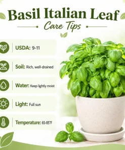 Sweet Basil Live Plant - 2 Plants, 4-6 Inch Tall, Large Leaf Herb - Image 6