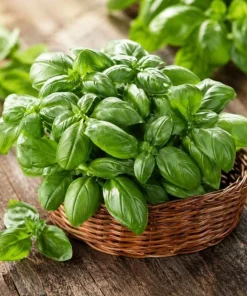 Sweet Basil Live Plant - 2 Plants, 4-6 Inch Tall, Large Leaf Herb - Image 7