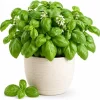 Sweet Basil Live Plant - 2 Plants, 4-6 Inch Tall, Large Leaf Herb - Image 1