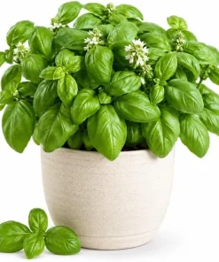 Sweet Basil Live Plant - 2 Plants, 4-6 Inch Tall, Large Leaf Herb - Image 1