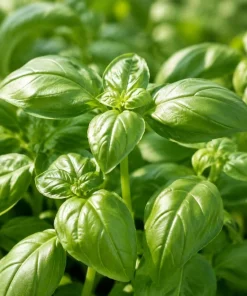 Sweet Basil Live Plant – 4 Inch Pot, 2 Plants, 3-5 Inches Tall – Culinary Herb for Indoor & Outdoor - Image 2