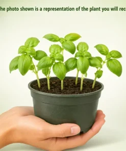 Sweet Basil Live Plant – 4 Inch Pot, 2 Plants, 3-5 Inches Tall – Culinary Herb for Indoor & Outdoor - Image 4