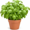 Sweet Basil Live Plant – 4 Inch Pot, 2 Plants, 3-5 Inches Tall – Culinary Herb for Indoor & Outdoor - Image 1