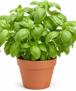 Sweet Basil Live Plant – 4 Inch Pot, 2 Plants, 3-5 Inches Tall – Culinary Herb for Indoor & Outdoor - Image 1