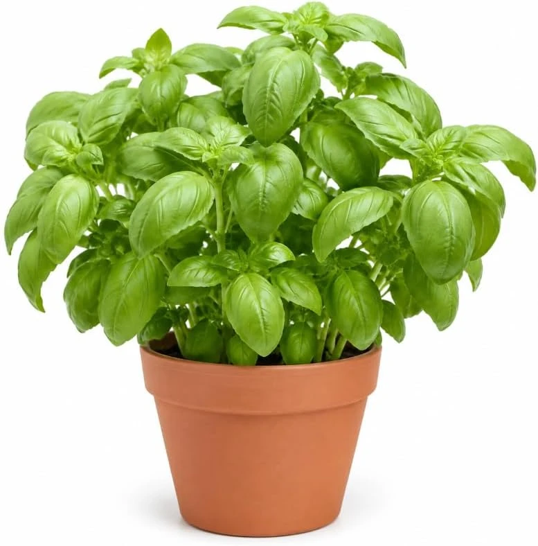 Sweet Basil Live Plant – 4 Inch Pot, 2 Plants, 3-5 Inches Tall – Culinary Herb for Indoor & Outdoor - Image 1