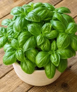 Sweet Basil Live Plants (2-Pack) - Large Leaf Herb, 4-6 Inch Tall, Indoor/Outdoor - Image 4