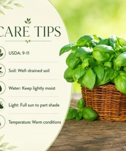 Sweet Basil Live Plants (2-Pack) - Large Leaf Herb, 4-6 Inch Tall, Indoor/Outdoor - Image 5