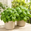 Sweet Basil Live Plants (2-Pack) - Large Leaf Herb, 4-6 Inch Tall, Indoor/Outdoor - Image 1