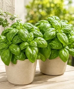 Sweet Basil Live Plants (2-Pack) - Large Leaf Herb, 4-6 Inch Tall, Indoor/Outdoor - Image 1