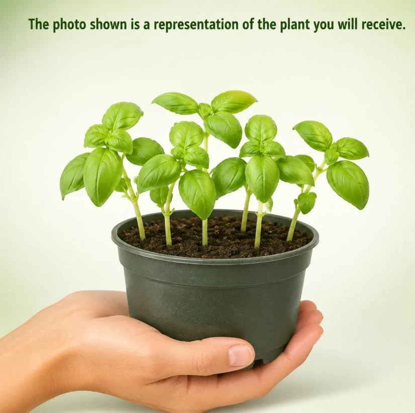 Sweet Basil Live Plants - 7-10 Seedlings, 4 Inch Pot, 3-5 Inches Tall, Culinary Herb, Indoor/Outdoor - Image 3